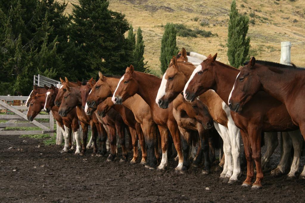 Estancia Nibepo Aike Colonia Francisco Perito Moreno Eksteriør bilde